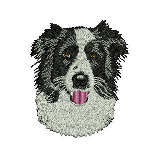 Border Collie 12663