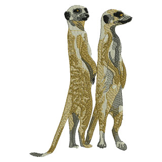 Meerkats 12864