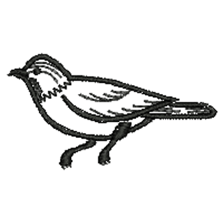 Bird 10811