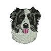 Border Collie 12663