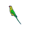 Parakeet 12872