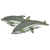 Dolphin 20638